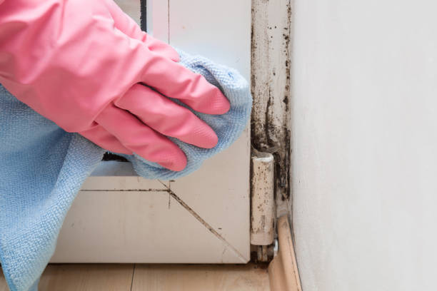 Why You Should Choose Our Mold Remediation Services in Avonmore, PA